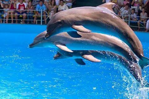 Дельфинарий в Екатеринбурге