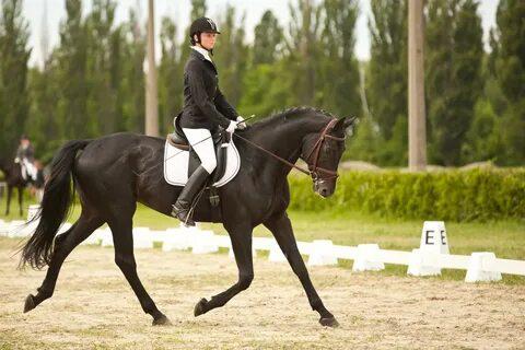 Для конного спорта в Тюмени