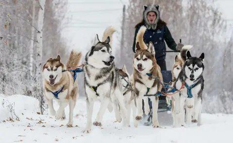 Хаски-центры в Костроме