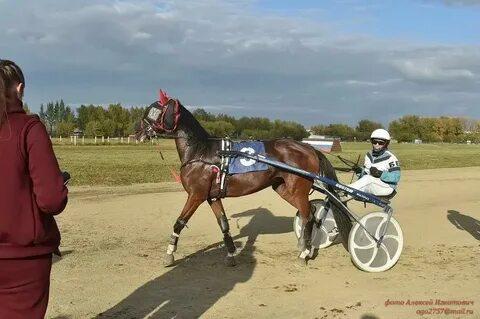 Конные клубы (ипподромы) в Москве