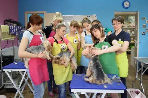 Курсы груминга в Тюмени