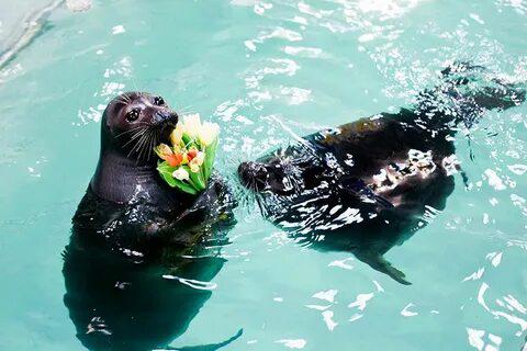 Нерпинарий в Иркутске