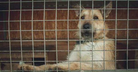 Отлов бездомных животных в Москве