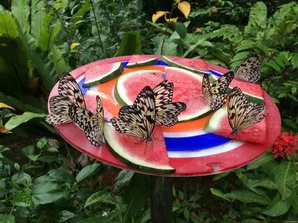 Парк бабочек в Санкт-Петербурге