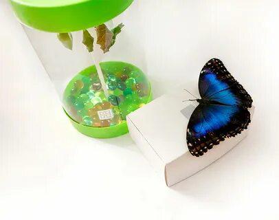 Продажа живых бабочек в Москве