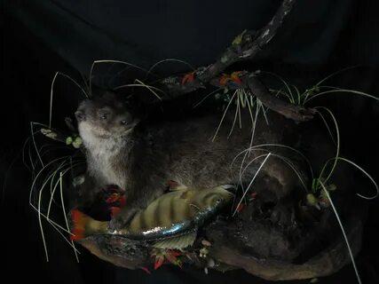 Таксидермические студии в Москве