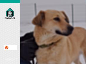 ПовоДог
