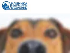 Клиника ветеринарной медицины