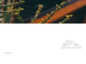 Банный двор в Поддубном