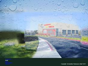 Шальные губки