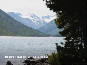 Кедровая опушка