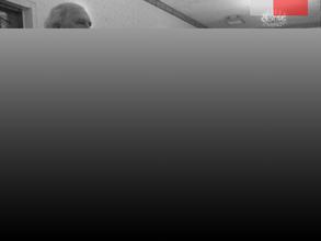 Сибирская федерация кендо, иайдо, дзедо Новосибирской области