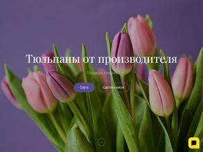 Тюльпан Миасс