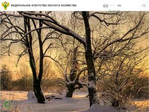 Департамент лесного хозяйства по Центральному федеральному округу