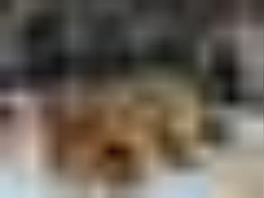 Чай Китайской панды