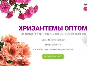 Хризантема оптом